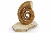 Early Devonian Ammonoid (Anetoceras) - Tazarine, Morocco #300405-2